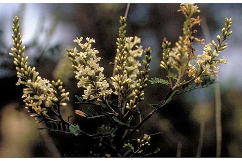 Eysenhardtia texana